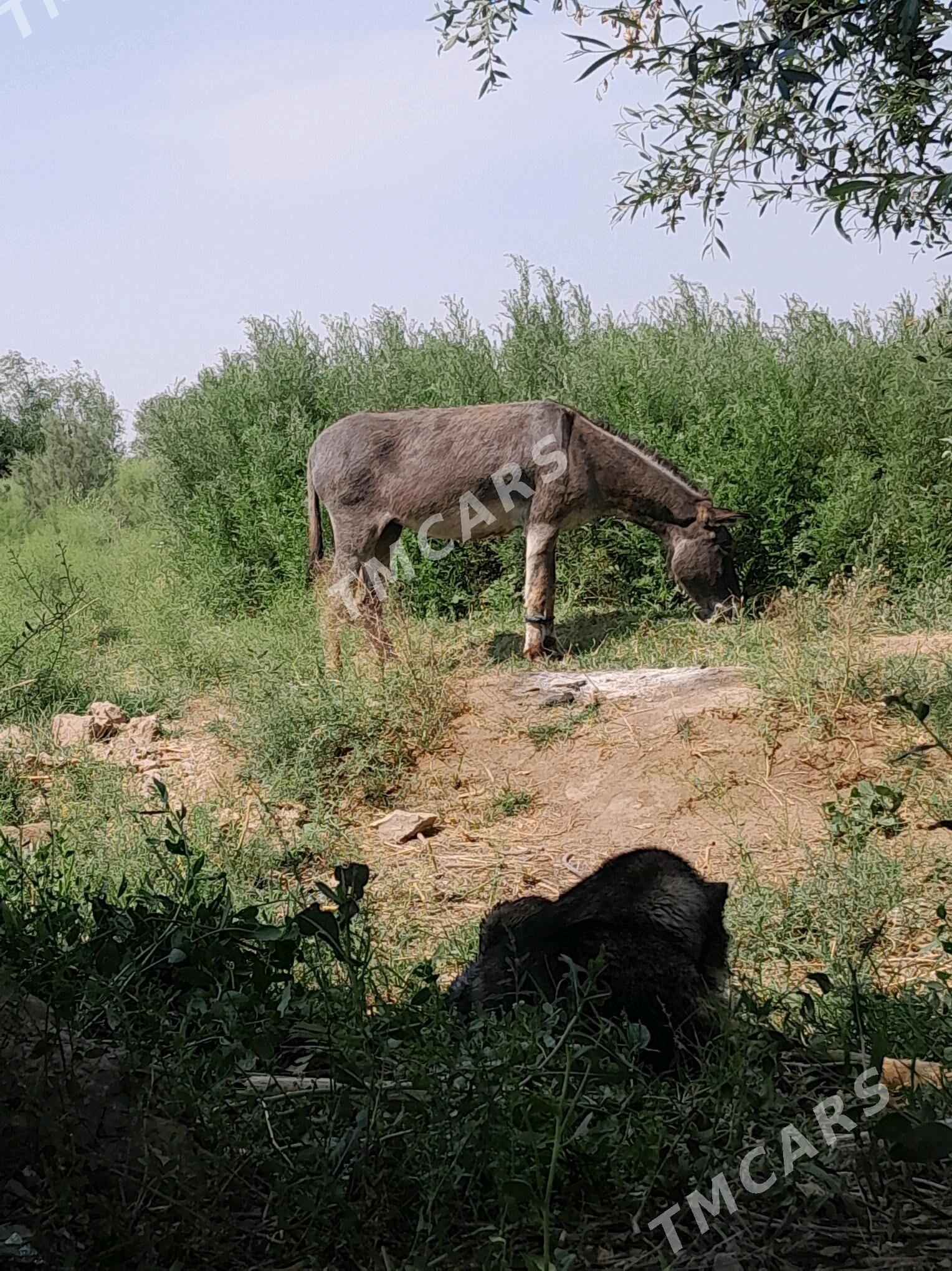 eşek - Огуз хан - img 2