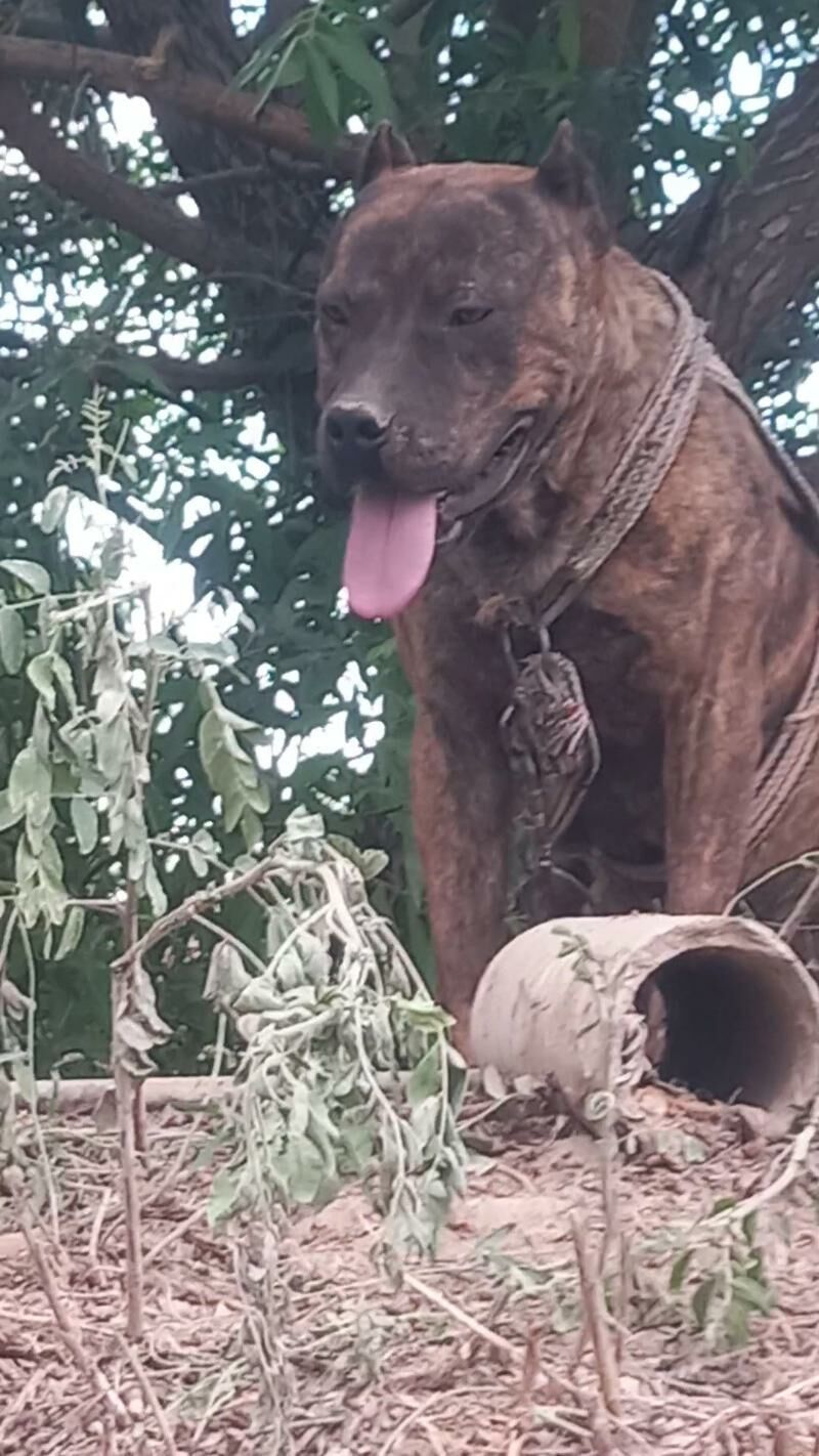 pitbul 1yas 5 aylyk - Gubadag - img 3