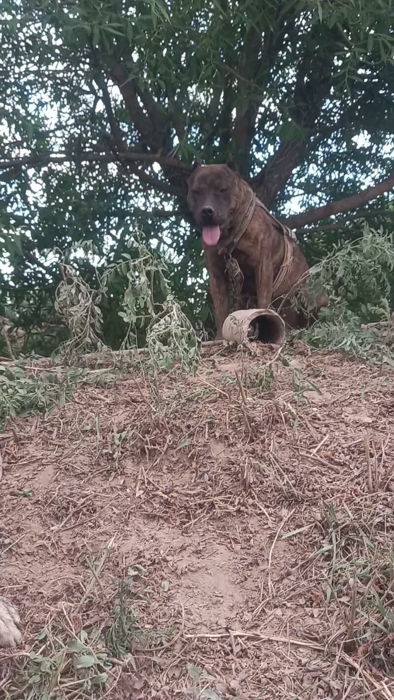 pitbul 1yas 5 aylyk - Gubadag - img 2