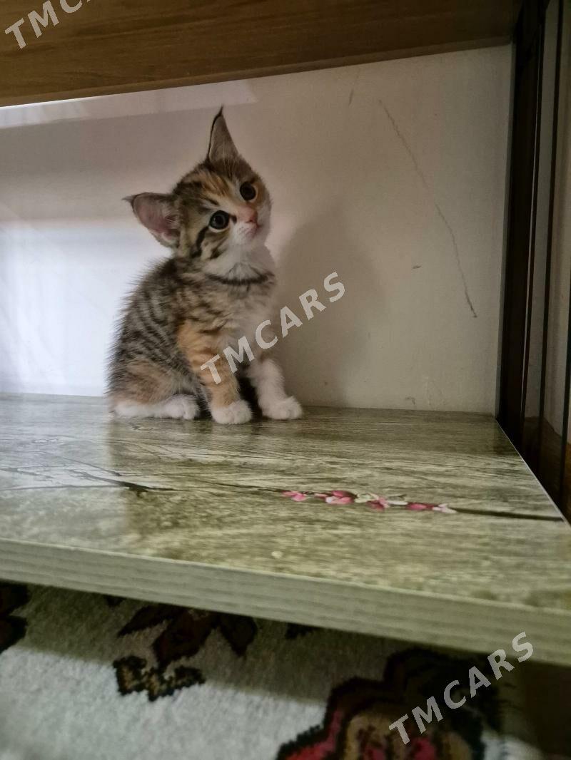 Котята - Çoganly - img 3