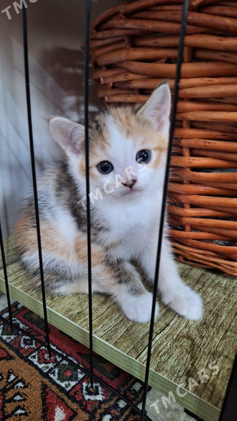 Котята - Çoganly - img 5