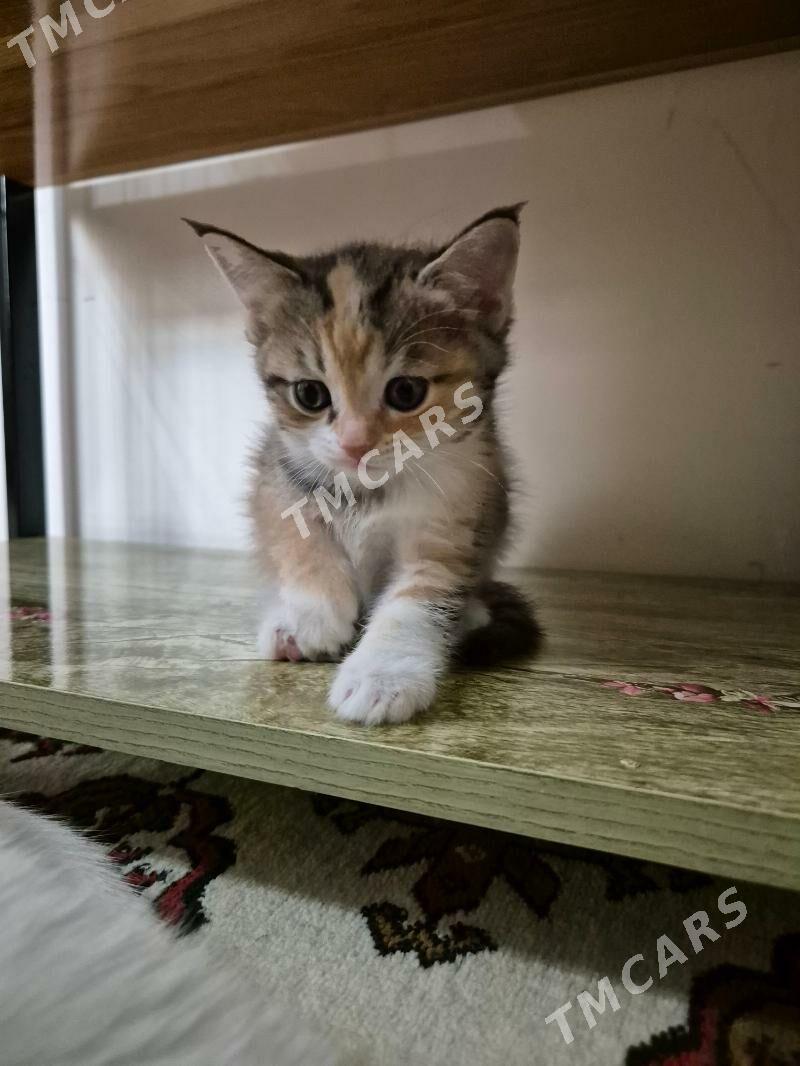 Котята - Çoganly - img 2