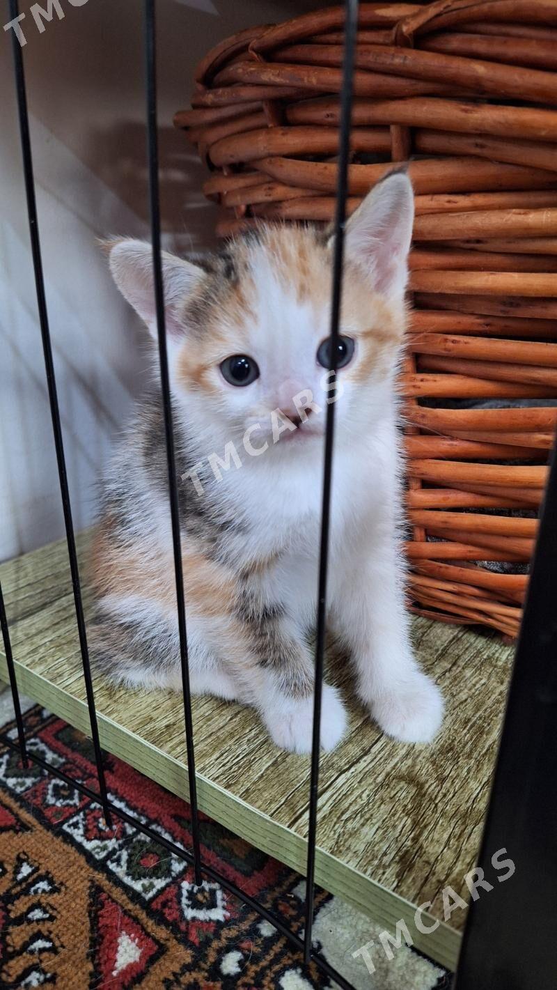 Котята - Çoganly - img 7