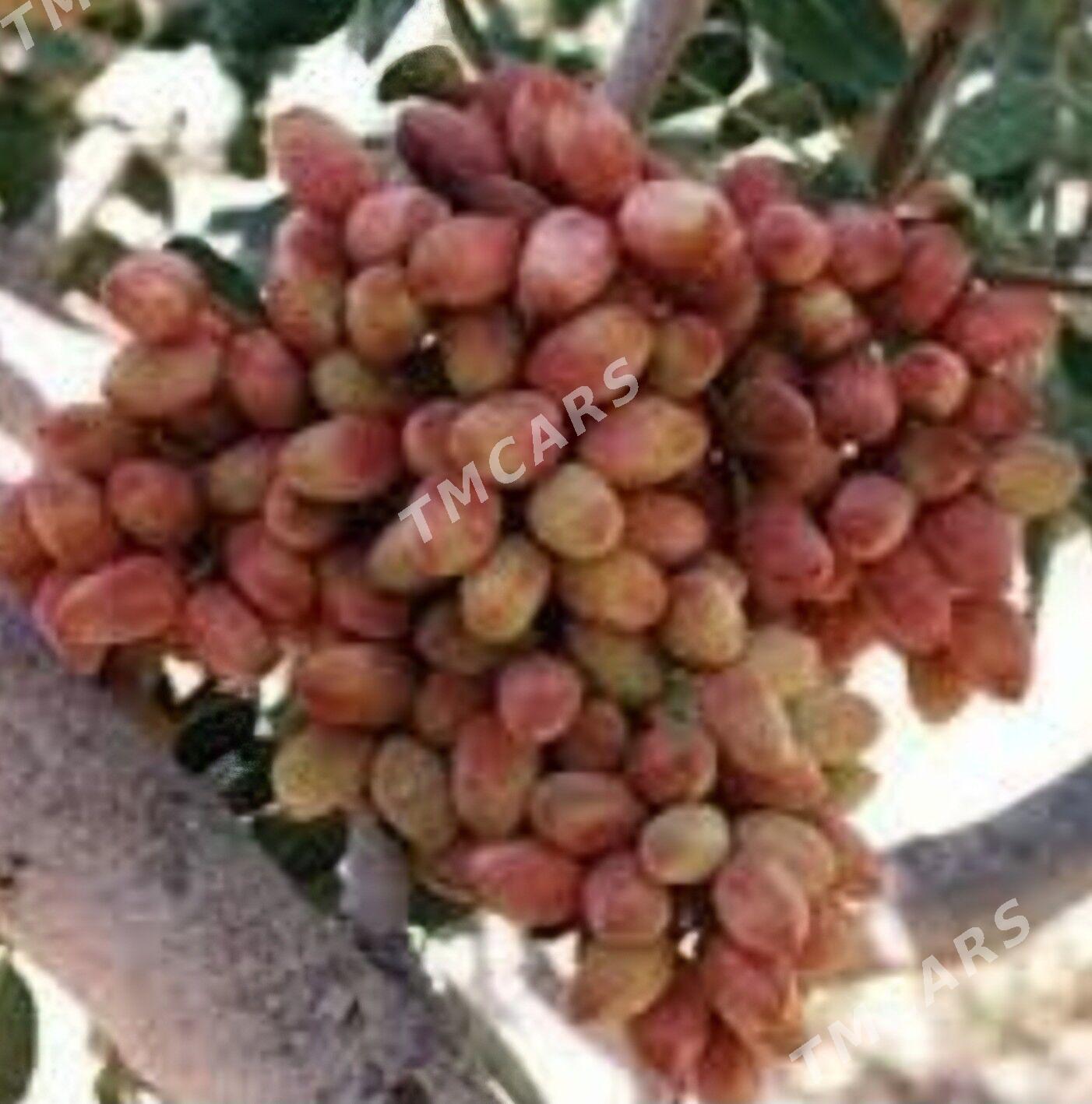 TURK NAHAL ANTEP PISSE - Ruhabat (90-njy razýezd) - img 2