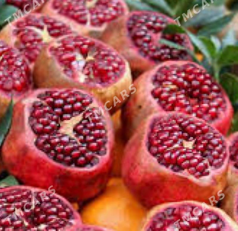 TURK NAHAL NAR HICAZ - Ruhabat (90-njy razýezd) - img 5
