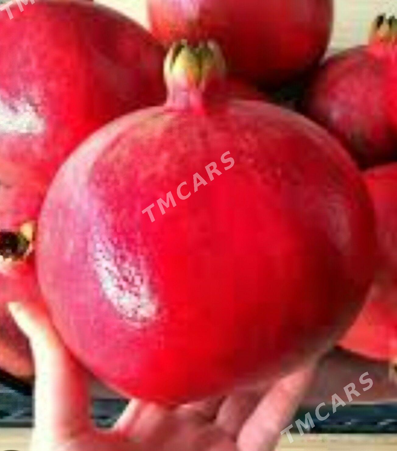 TURK NAHAL NAR HICAZ - Ruhabat (90-njy razýezd) - img 4