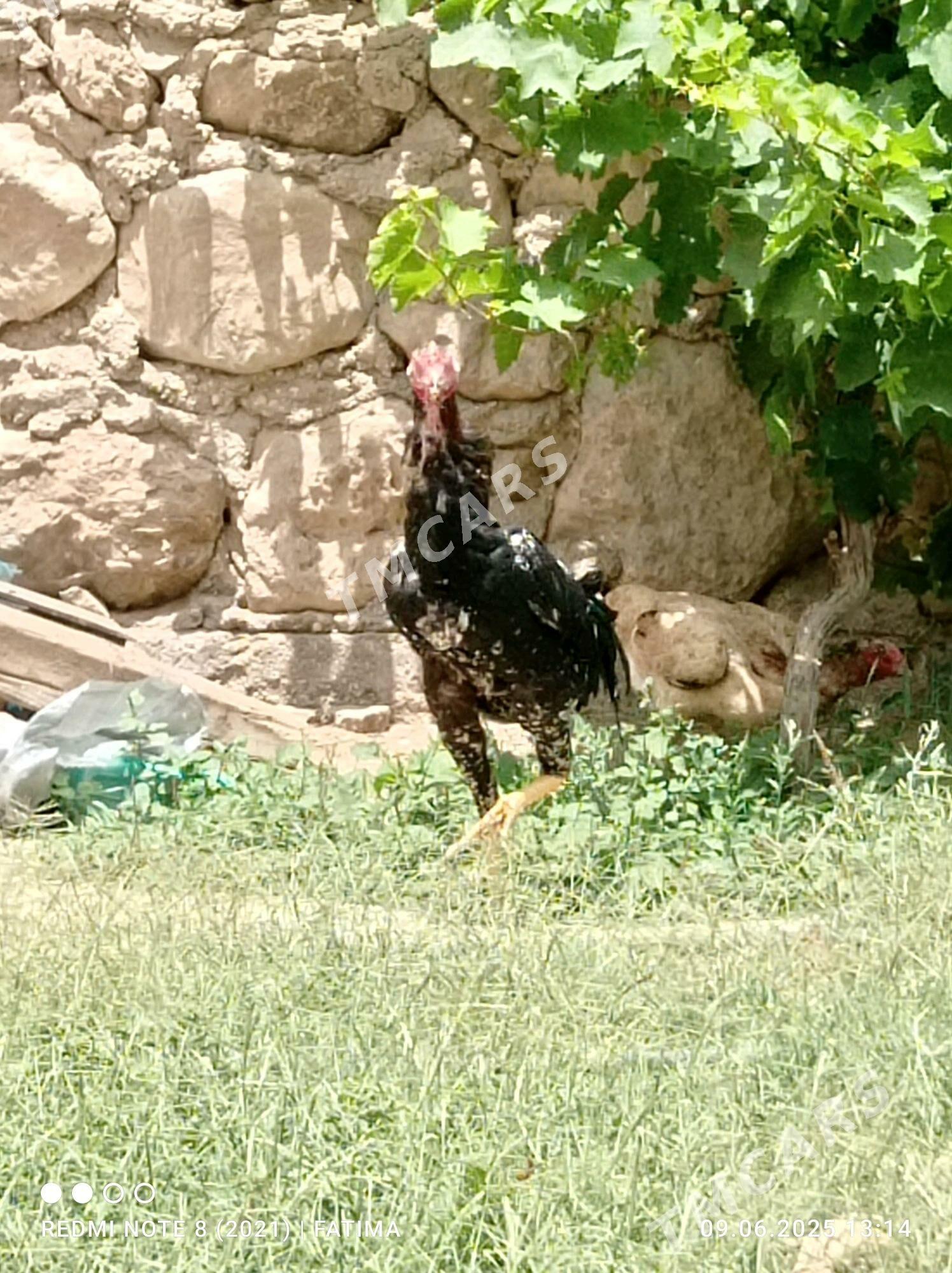 taskent horaz - Jebel - img 3