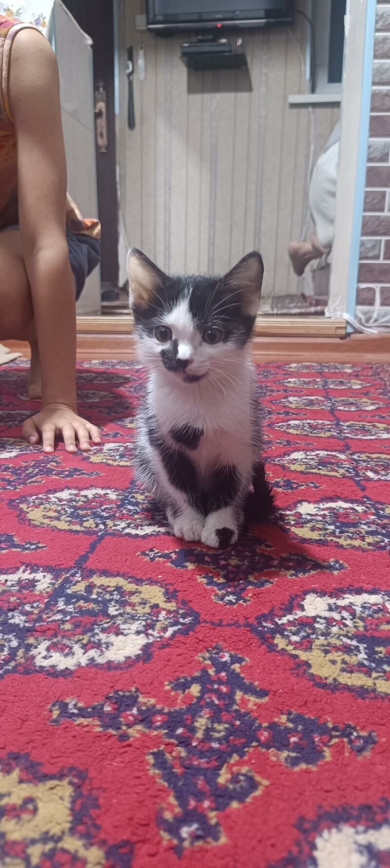 котенок в добрые руки - Türkmenabat - img 2