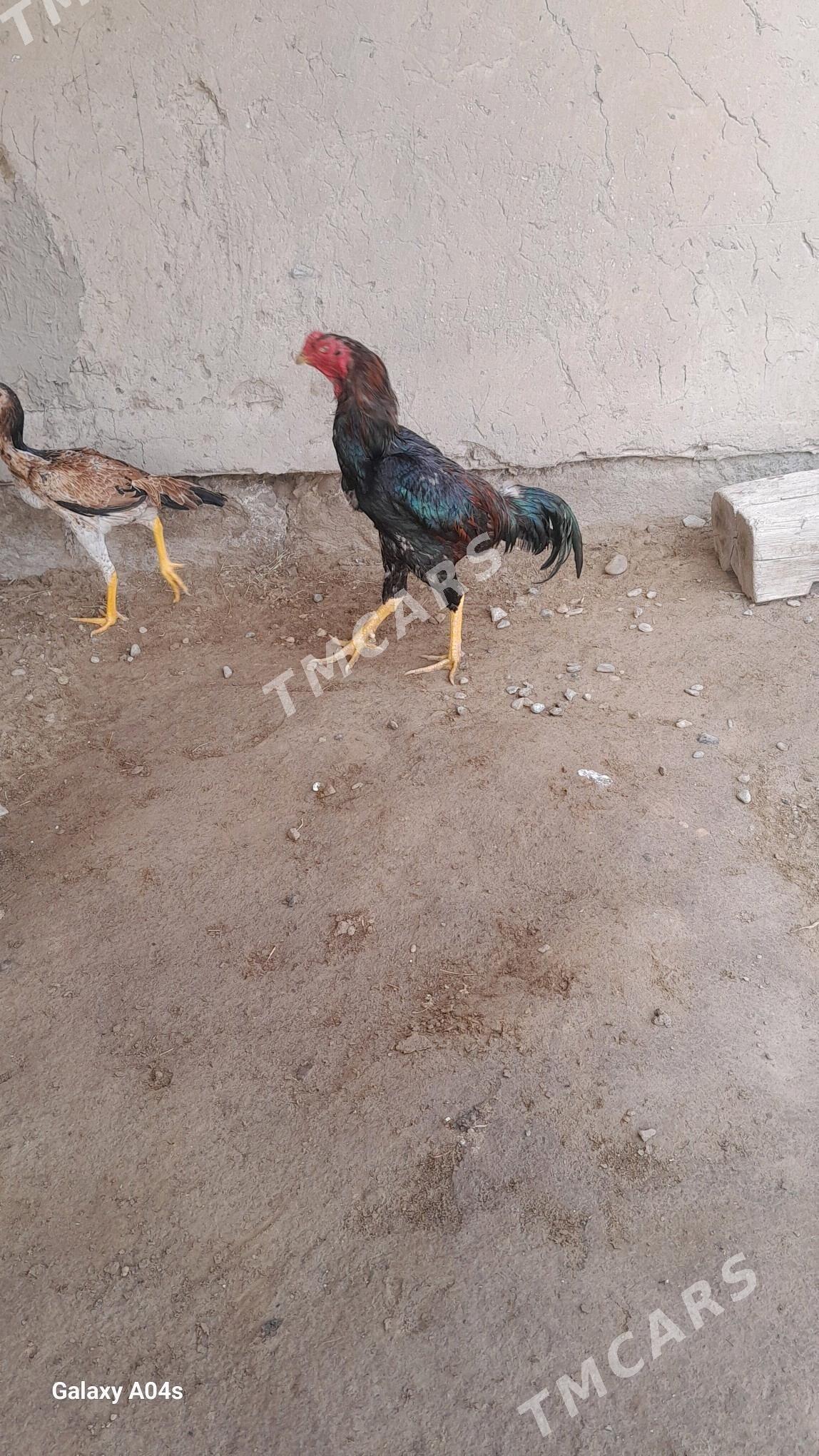 baysow - Mary - img 2