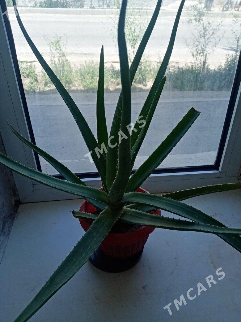 aloe - Türkmenbaşy - img 2