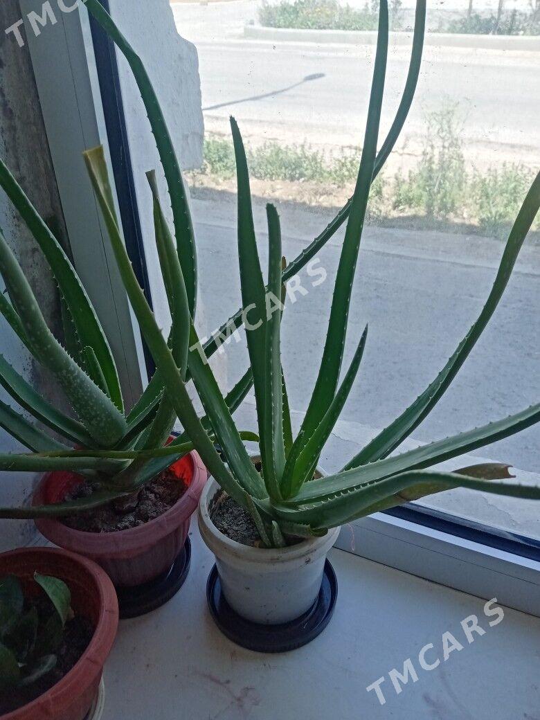 aloe - Türkmenbaşy - img 4