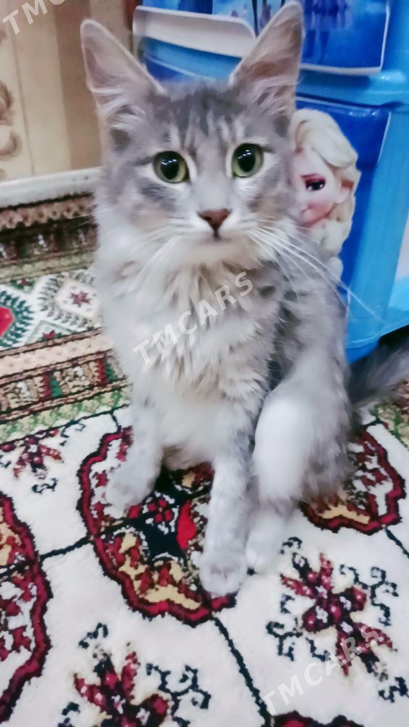 puşisdy pişik - Дашогуз - img 2