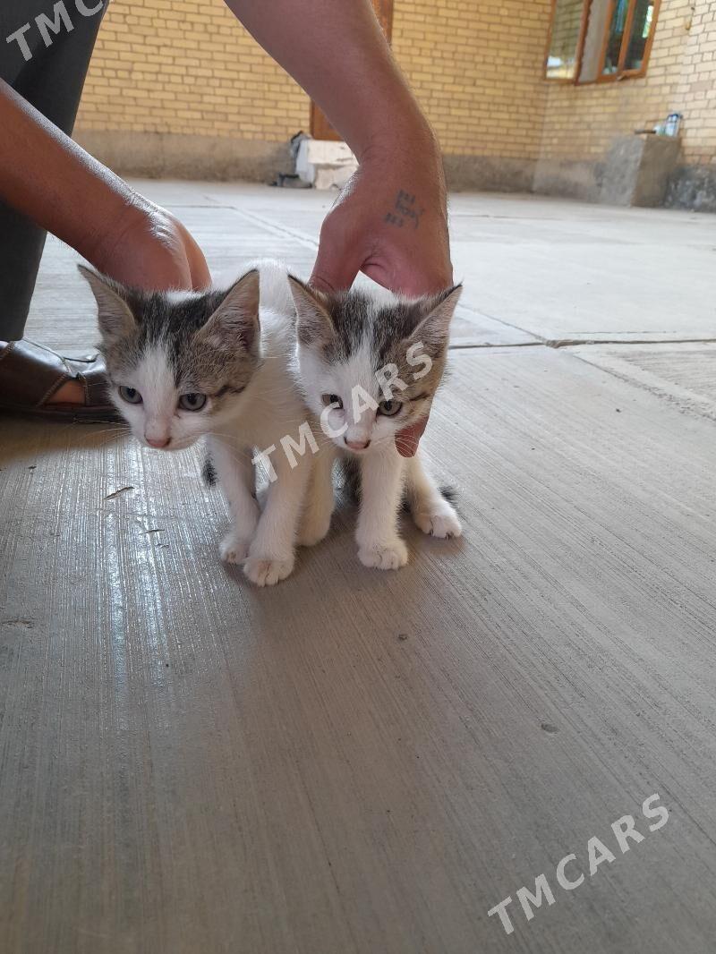 Котёнок - Türkmenabat - img 1