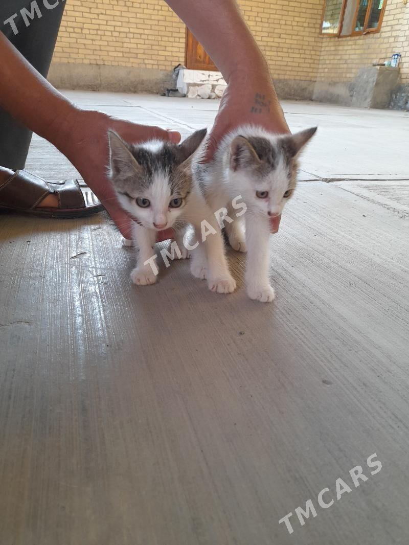 Котёнок - Türkmenabat - img 2