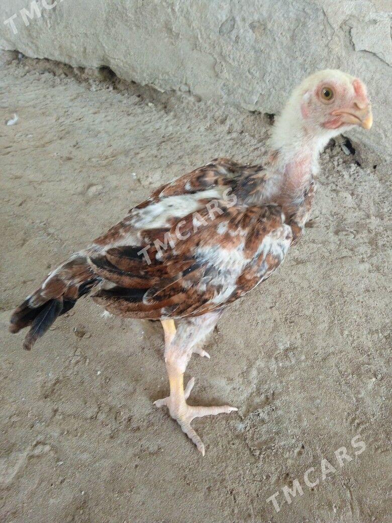 Baysow jujler - Farap - img 3