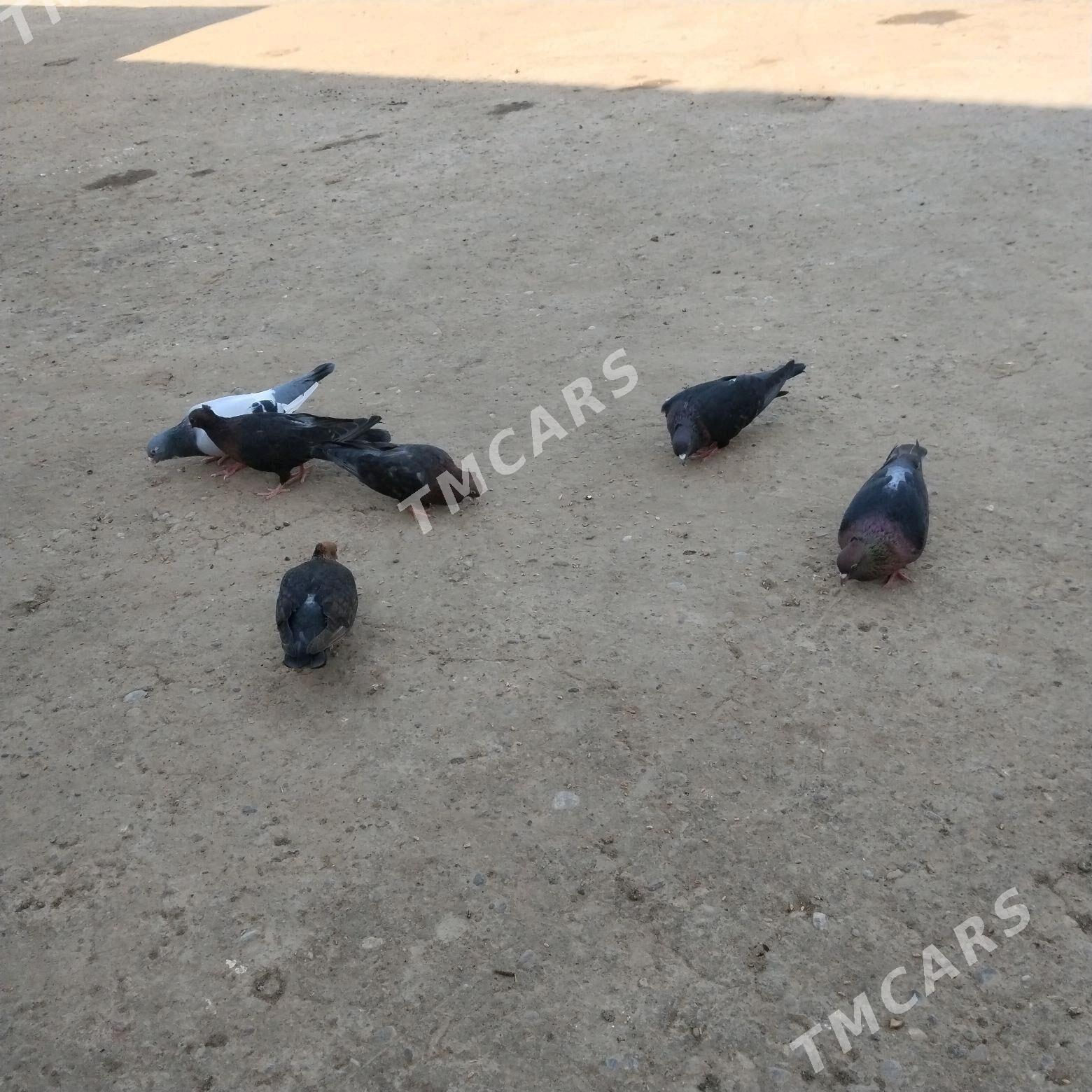kepderi - Wekilbazar - img 3