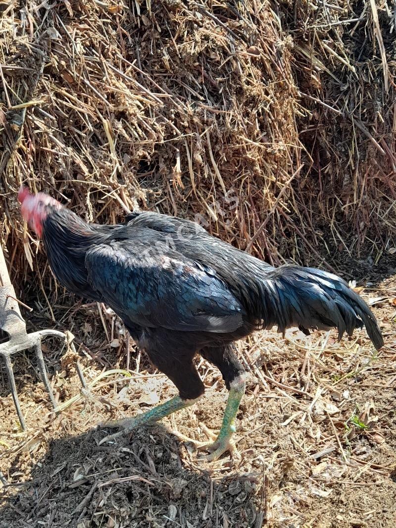 horaz - Şabat etr. - img 2