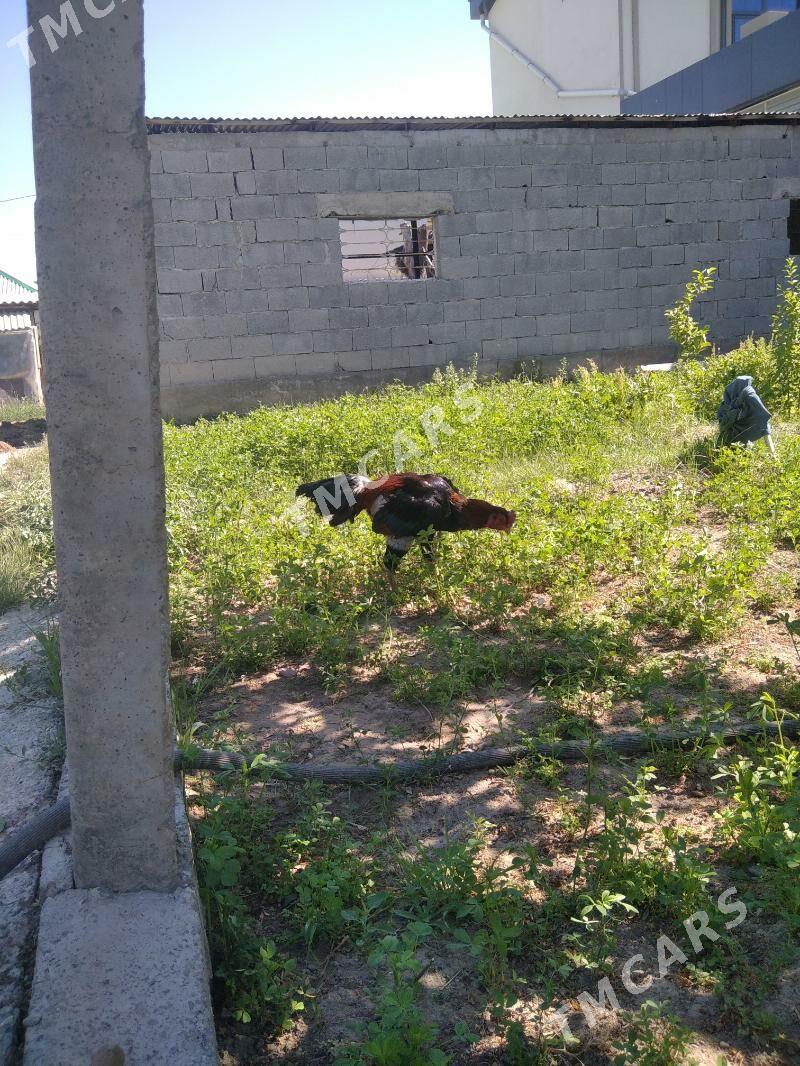 taskent - Aşgabat - img 3