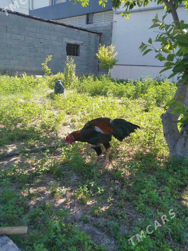 taskent - Aşgabat - img 2