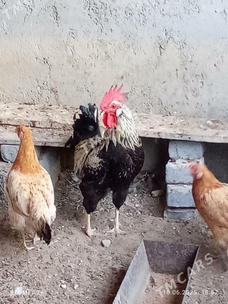 türkmen horaz - Gökje - img 2