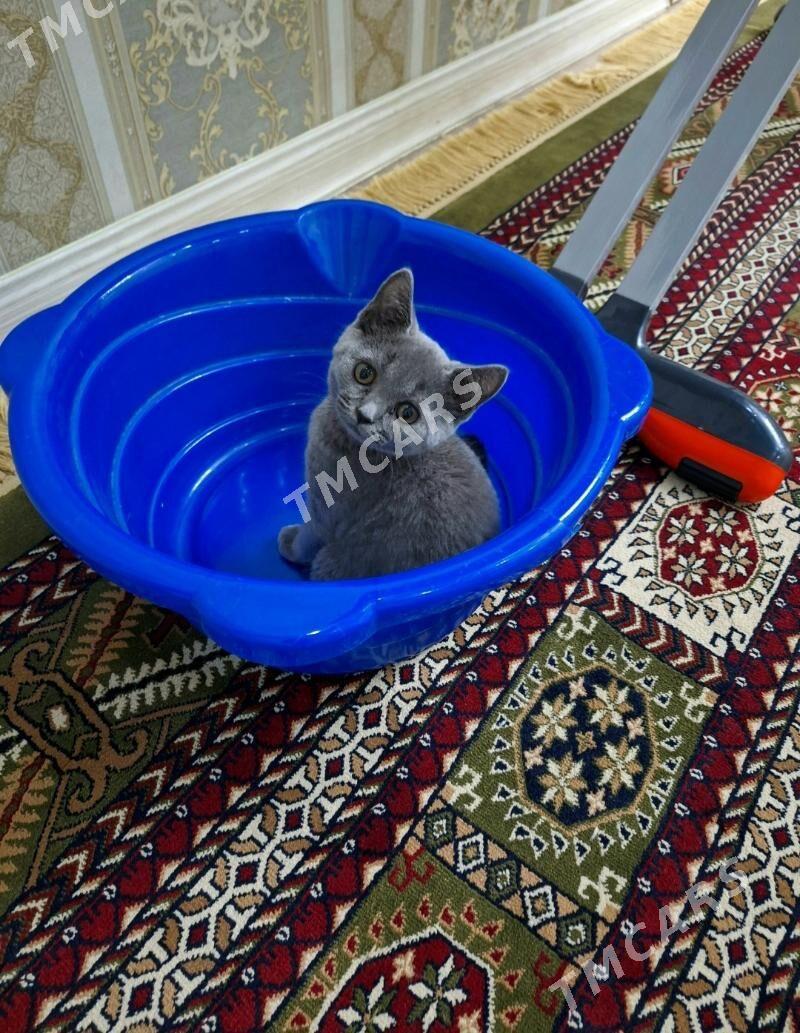 Şatlan dik gulak pişik - Mary - img 3