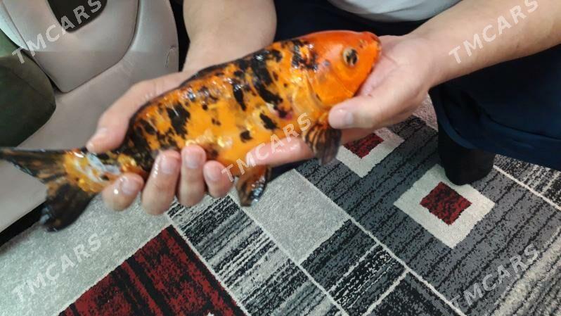 karp koi - Daşoguz - img 6