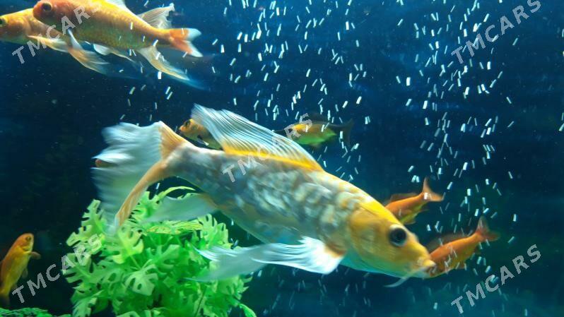 karp koi - Daşoguz - img 3