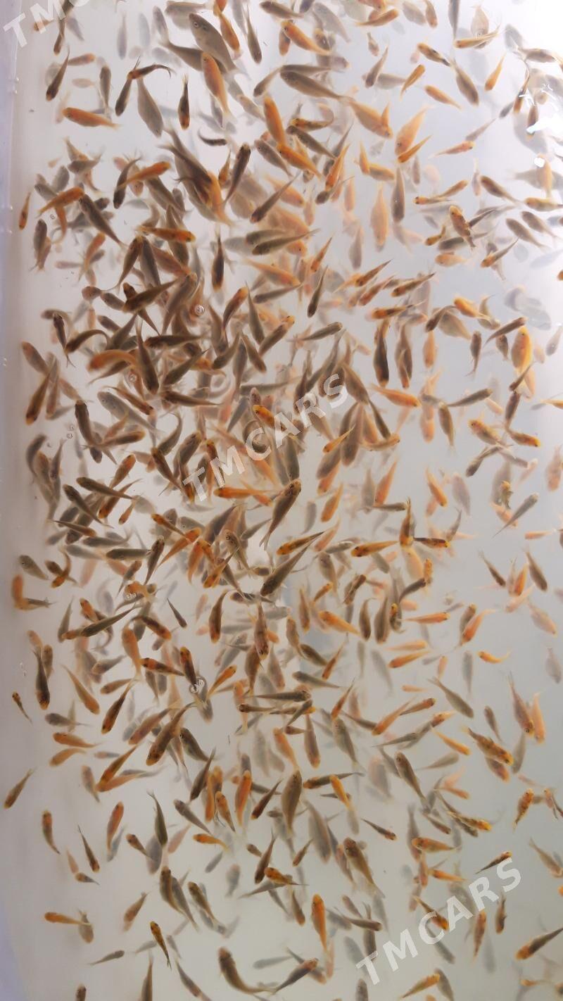 karp koi - Daşoguz - img 2