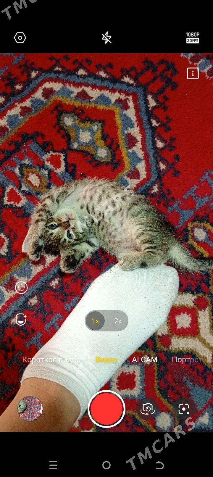 котёнок - Aşgabat - img 2