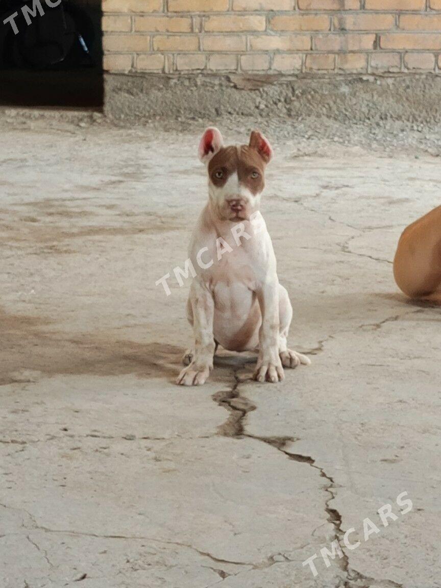 pitbull - Türkmenabat - img 2