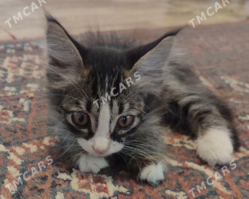 мальчики котята - Aşgabat - img 7