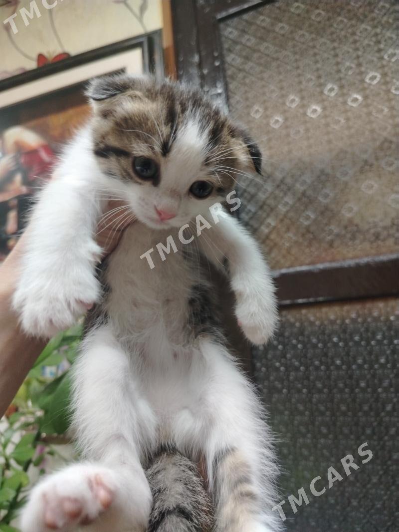 Котята - Hazar - img 2