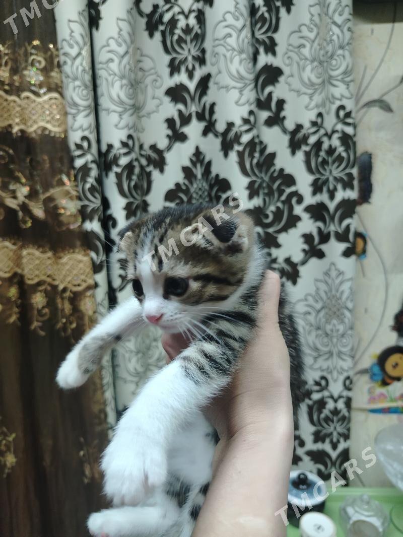 Котята - Hazar - img 3