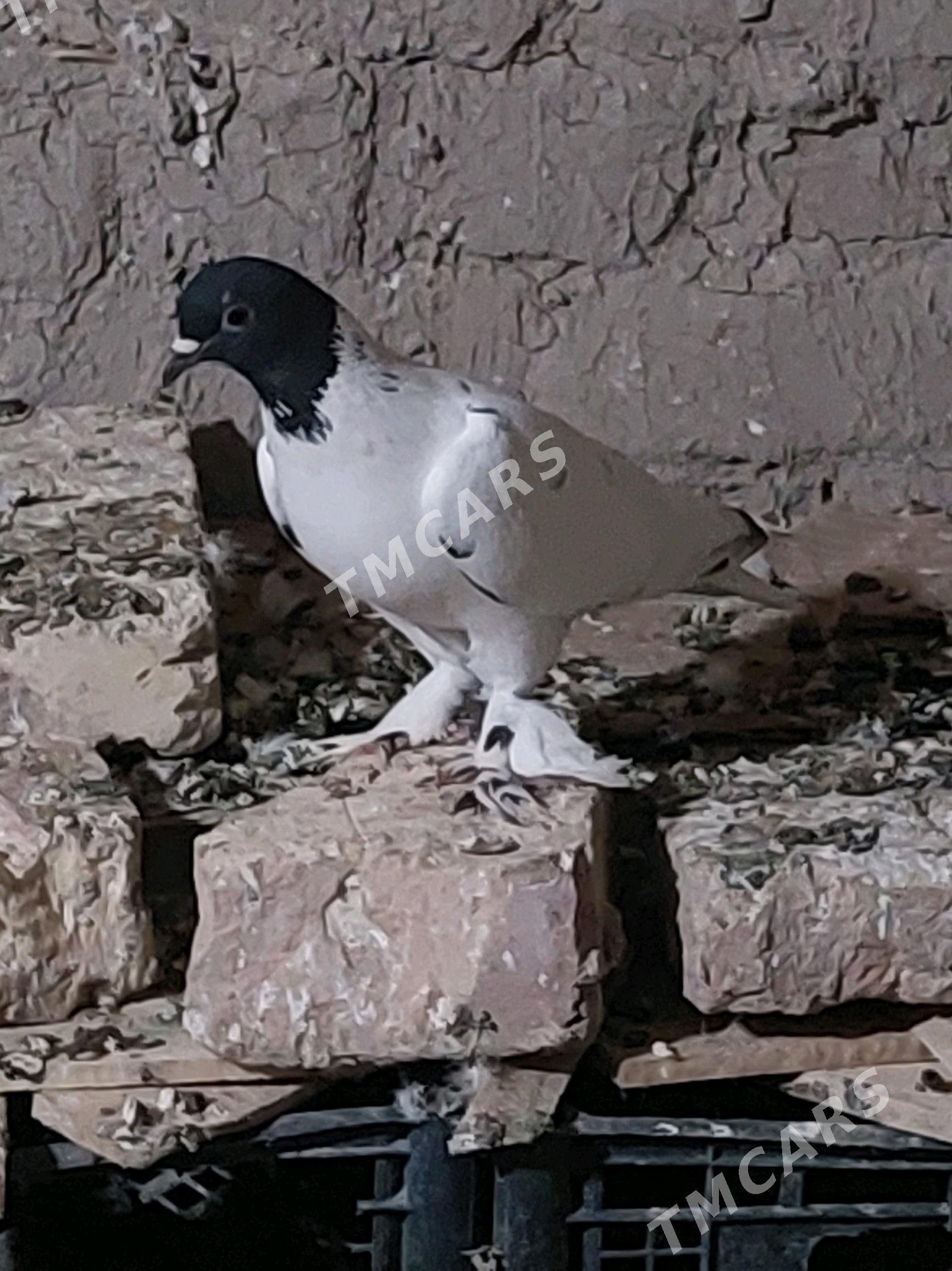 kepderi - Мары - img 6