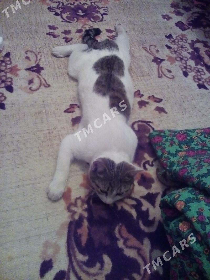 кот Пряник - Türkmenabat - img 2