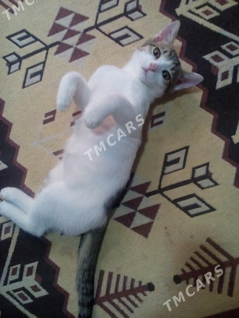 кот Пряник - Türkmenabat - img 4
