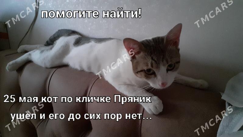 кот Пряник - Türkmenabat - img 6