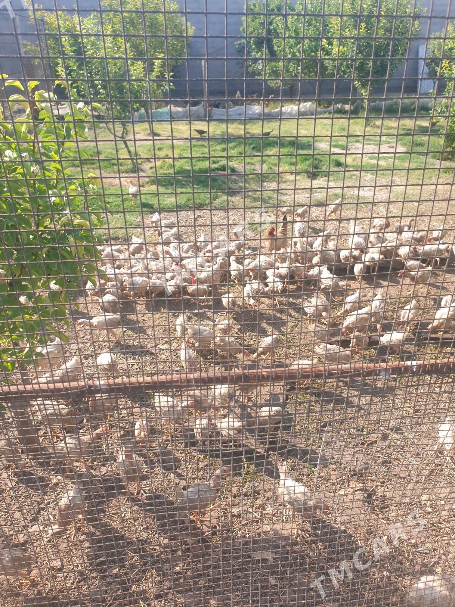 juyje - Gökdepe - img 2