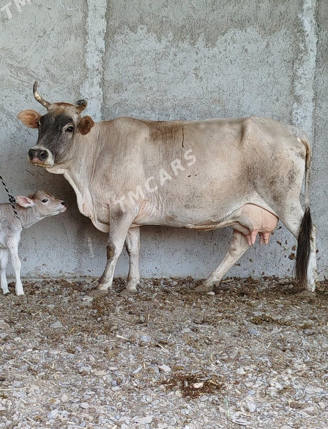 Süýtli Göleli Sygyr - Gökdepe - img 2