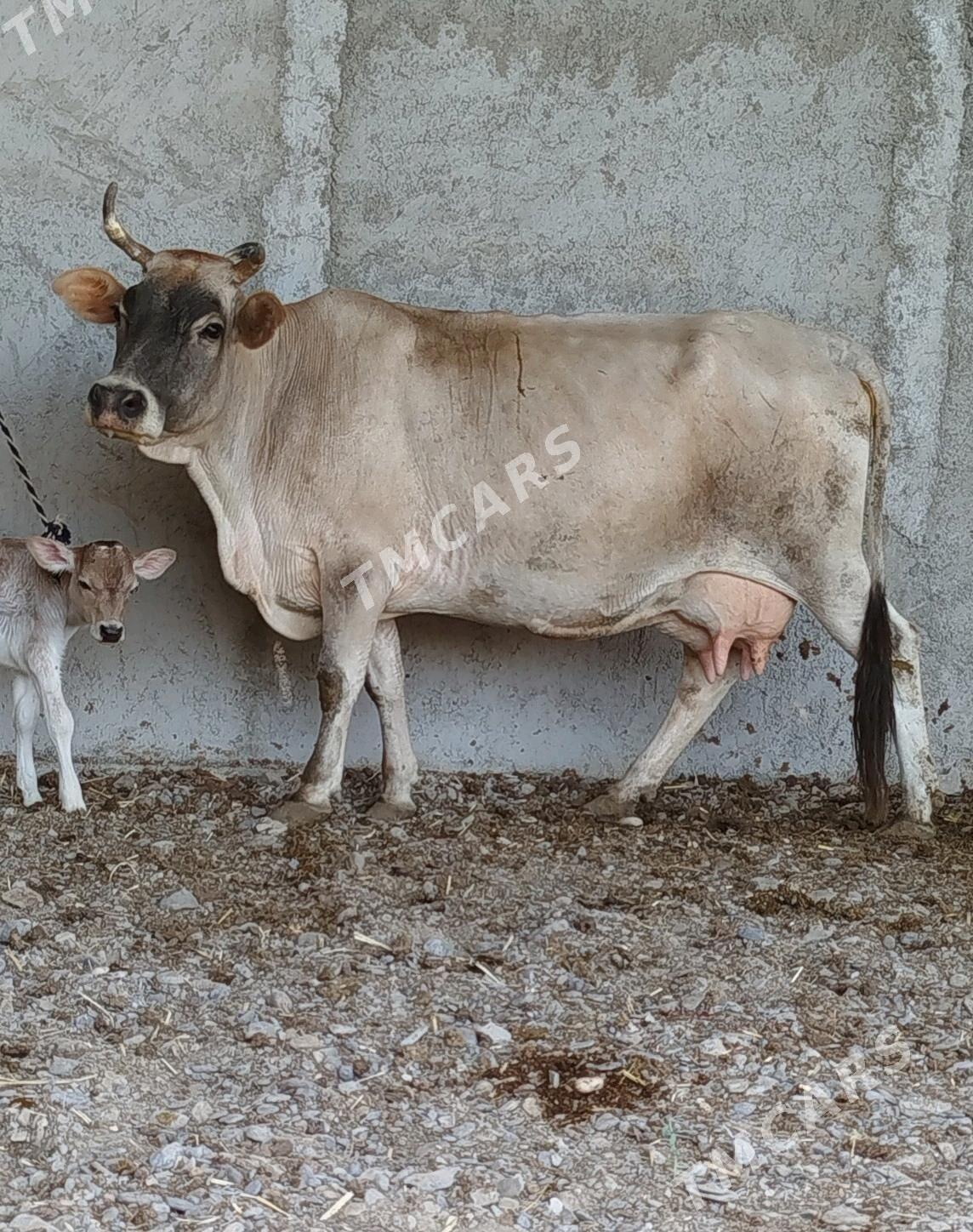 Süýtli Göleli Sygyr - Gökdepe - img 3