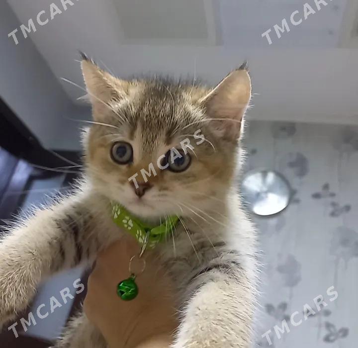 котята - Ашхабад - img 2