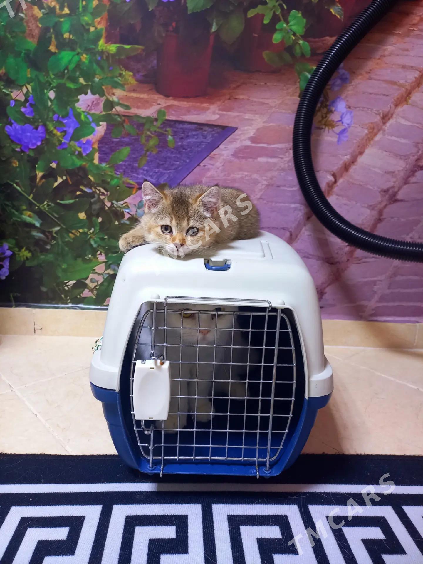 котята - Ашхабад - img 4