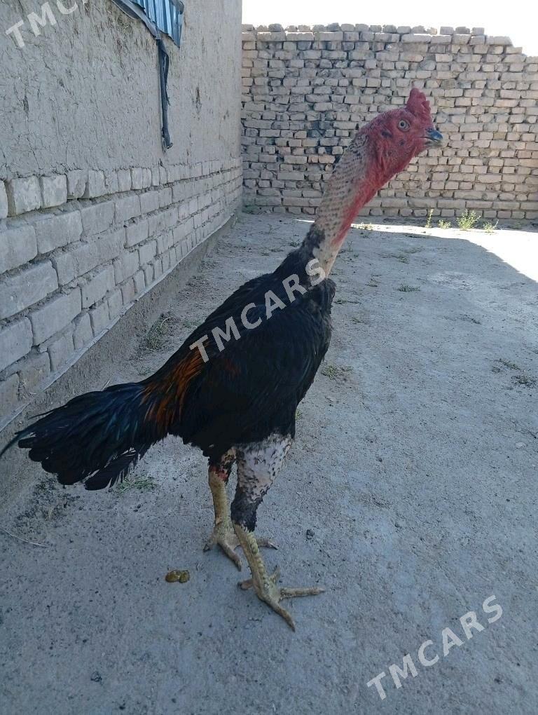 horaz - Дашогуз - img 3