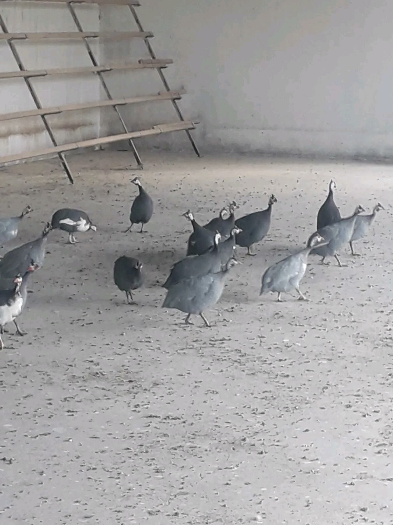 Çisarka kakilik - Änew - img 2
