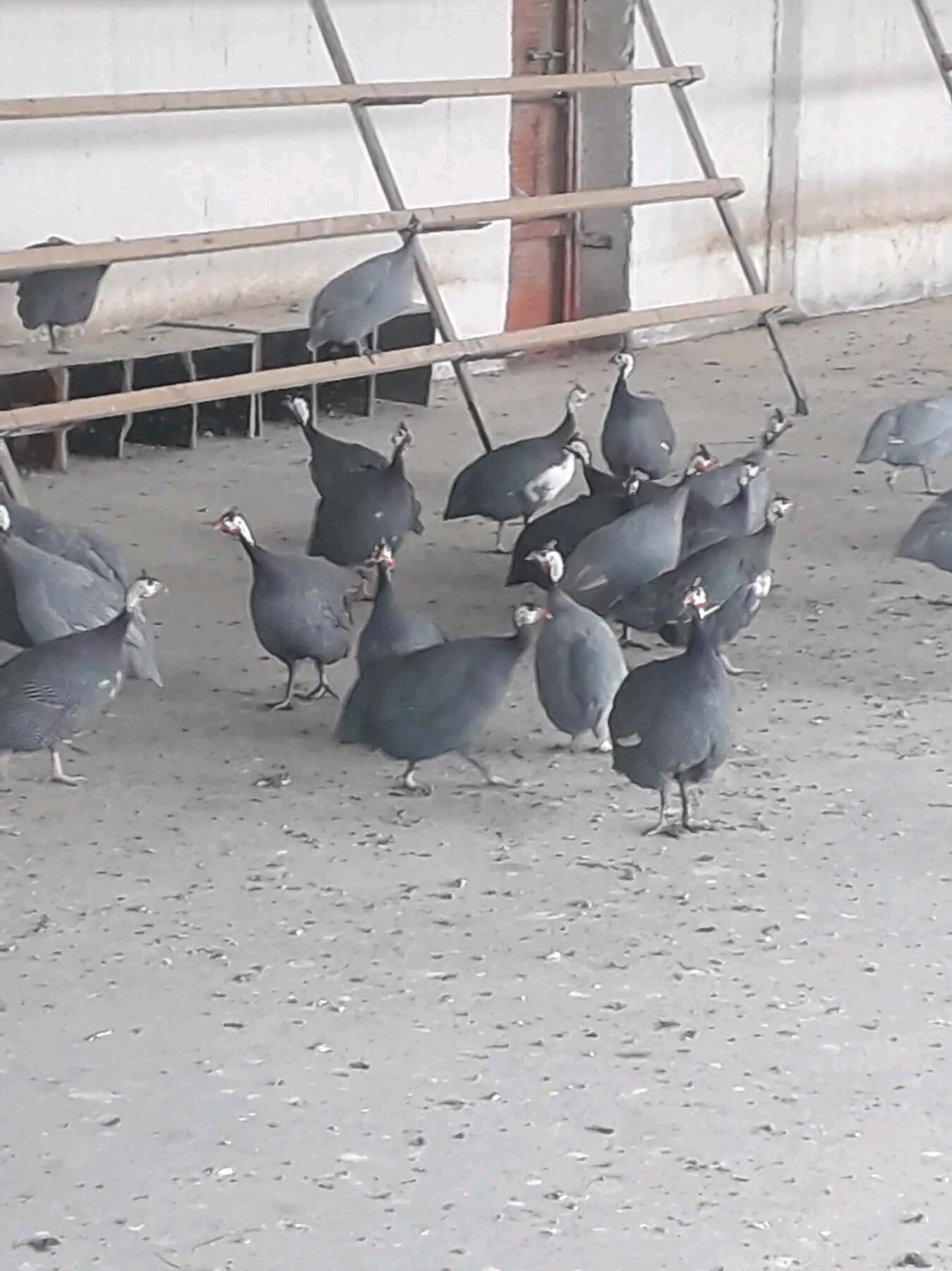 Çisarka kakilik - Änew - img 3