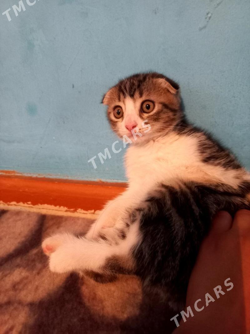 vesluha pishijek - Türkmenbaşy - img 2
