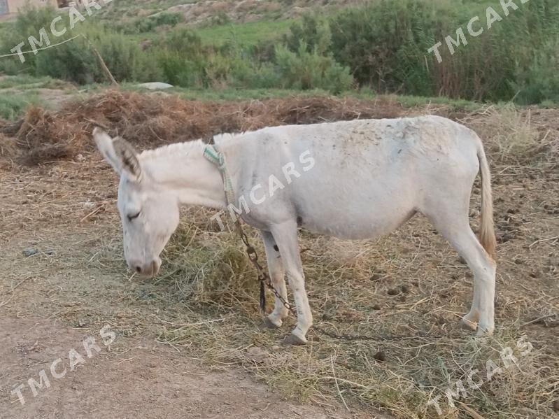 eşek - Baýramaly - img 2
