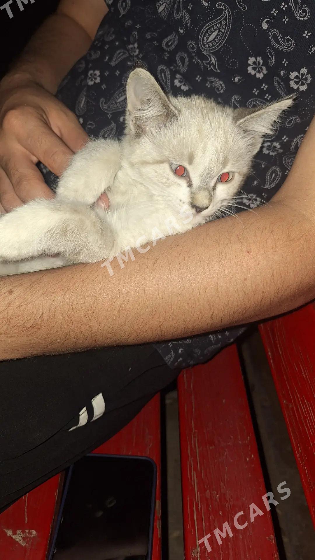 Котёнок - Ашхабад - img 2