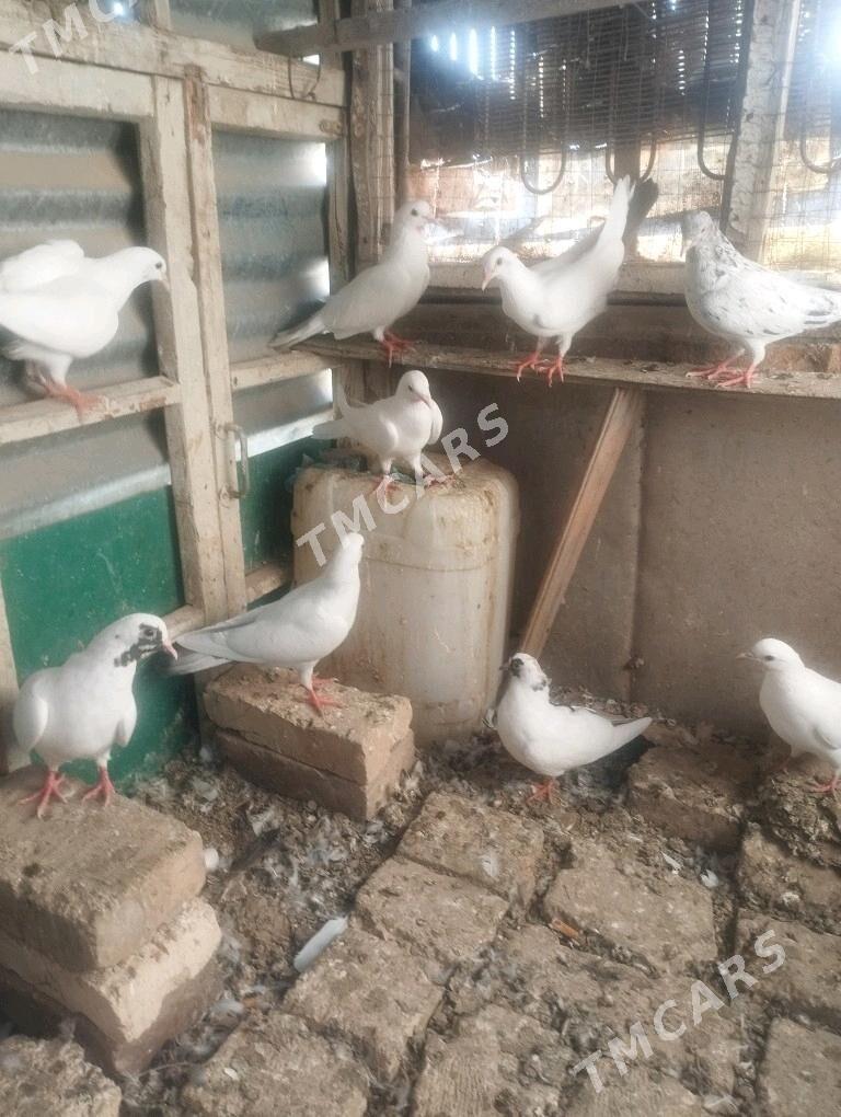 kepderi - Mary - img 3