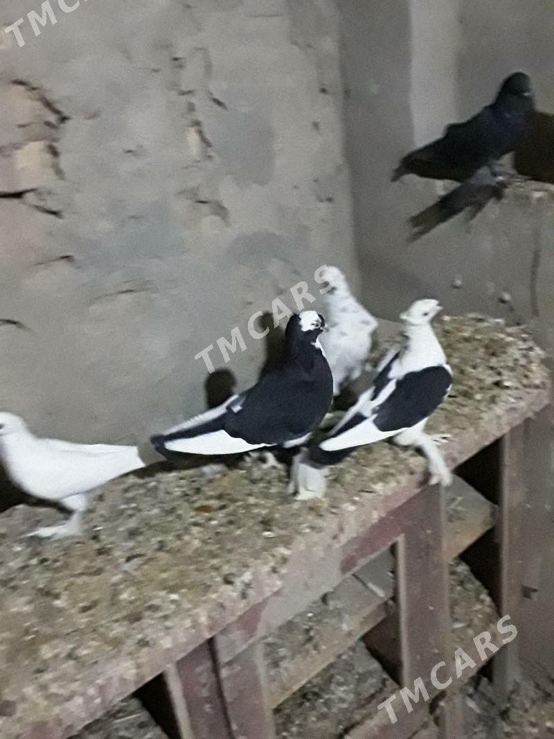 kepderi - Mary - img 3